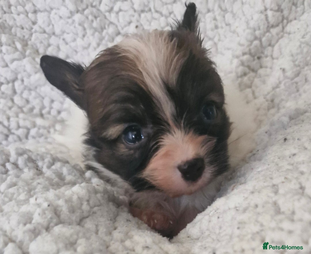 Papillon dogs for sale: KC Papillon. DNA health tested.  - Image 8
