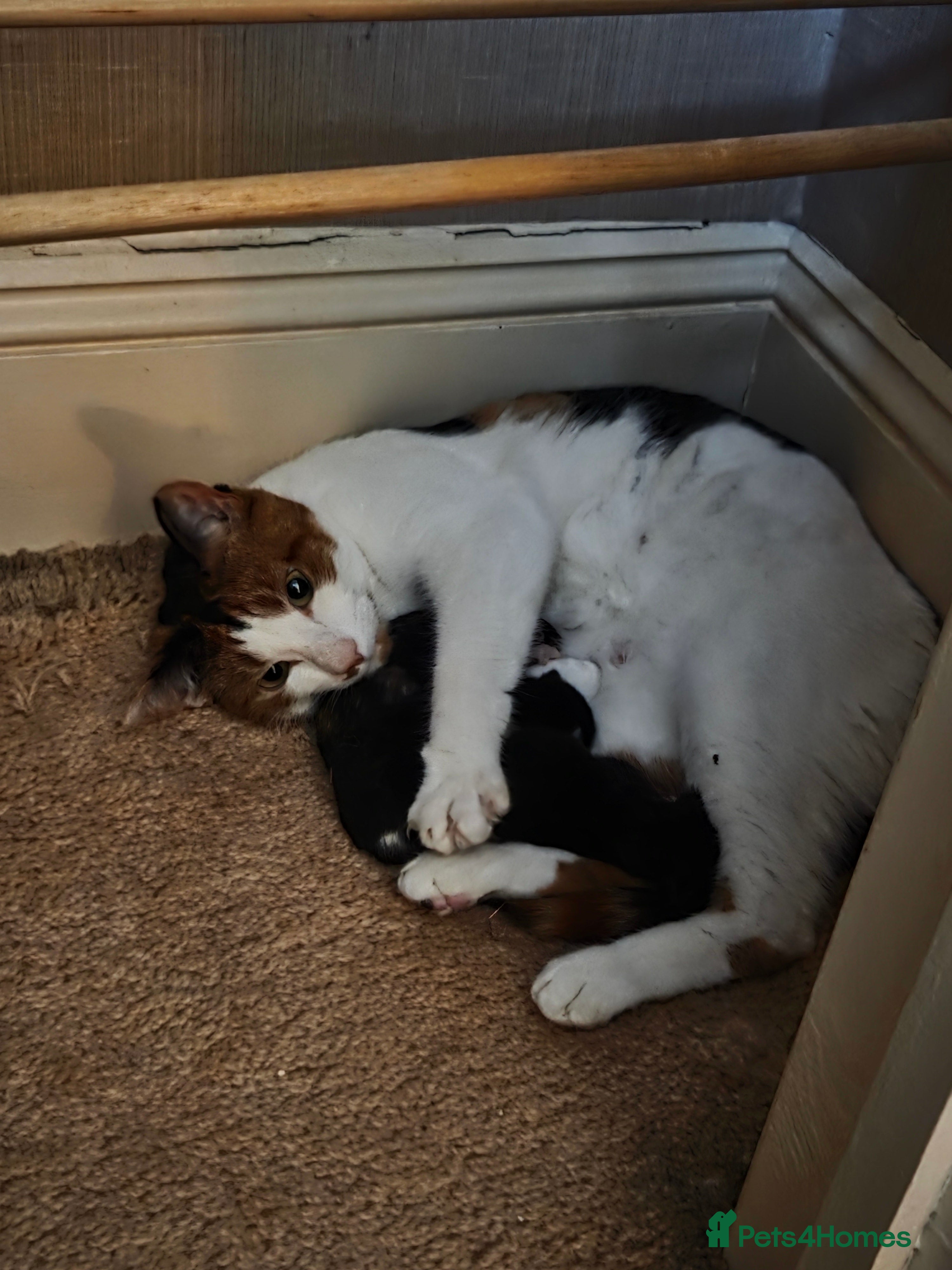 Mixed Breed cats 2 kittens - Advert 1