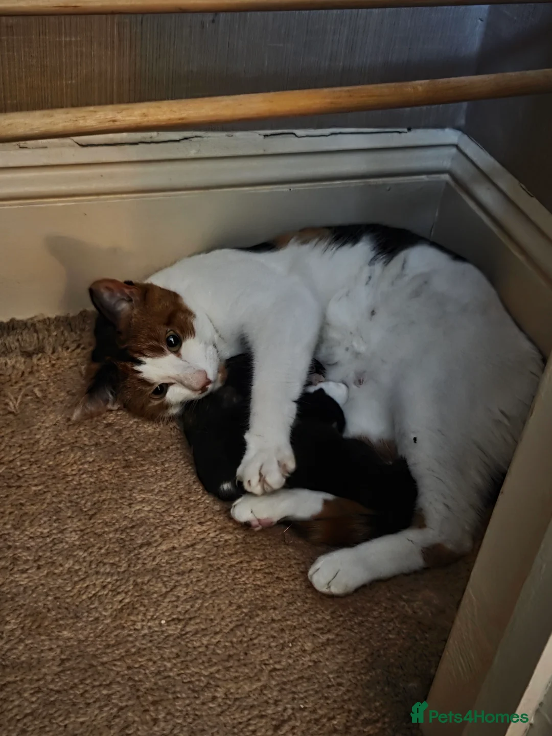 Mixed Breed cats for sale: 2 kittens - Advert 1