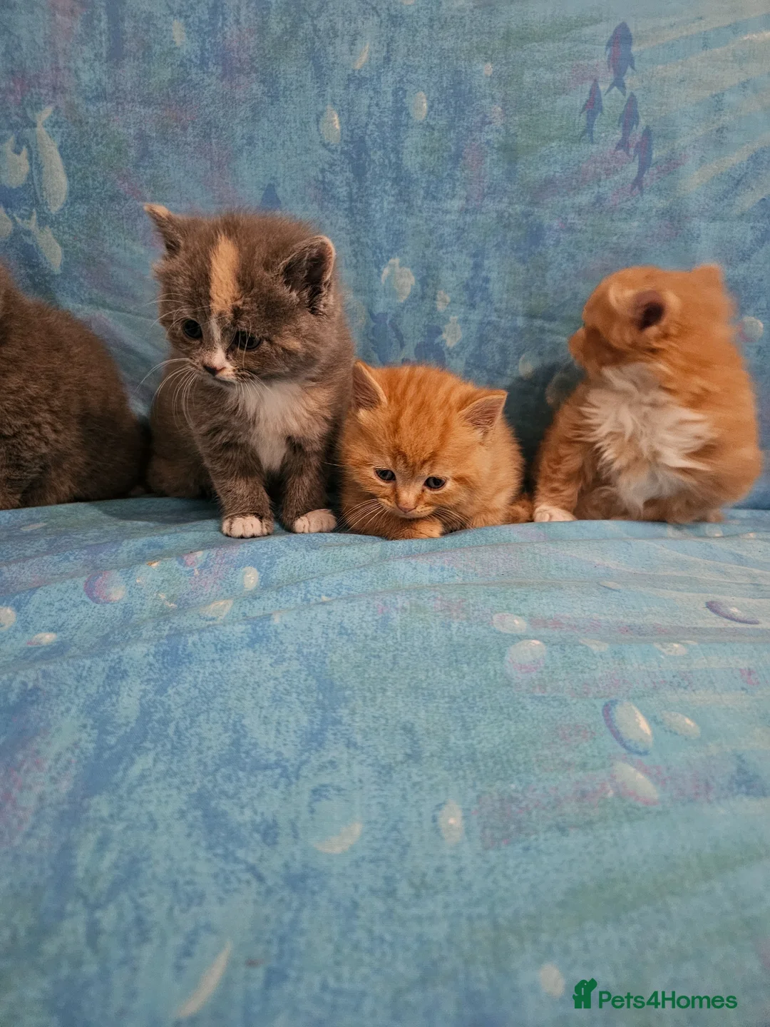 British Shorthair cats for sale: British shorthair  - Advert 10