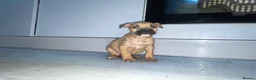 Mixed Breed dogs for sale: Bull Wheaten - Advert 3