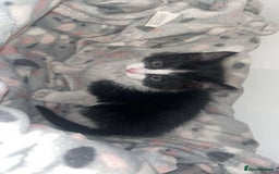 Mixed Breed cats for sale: 🐾 Adorable Black&White Kittens 🐾 - Advert 2