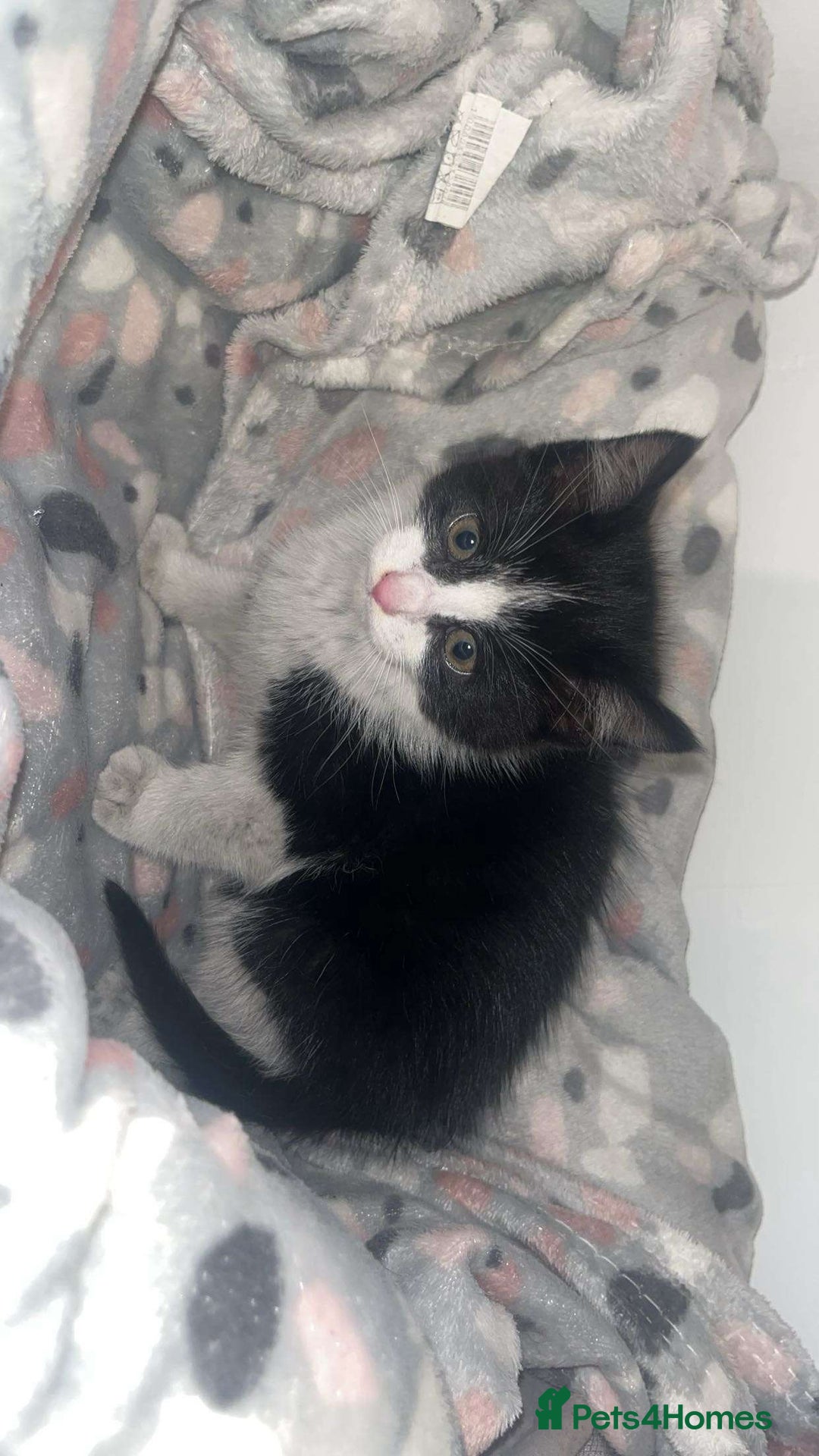 Mixed Breed cats for sale: 🐾 Adorable Black&White Kittens 🐾 - Advert 2