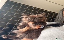 Mixed Breed cats for sale: Ragdoll x British shorthair kittens rare 🍫colour  - Image 3