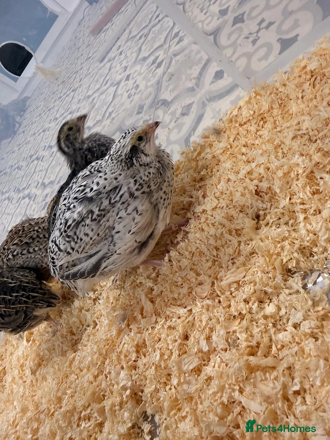Quail poultry for sale: 4x female Coturnix quail.  - Advert 7