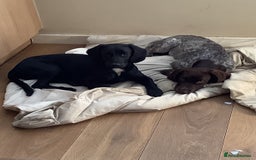 Cockapoo dogs for sale: Sad sale of 2 x 6 month old brothers 💙  - Image 1