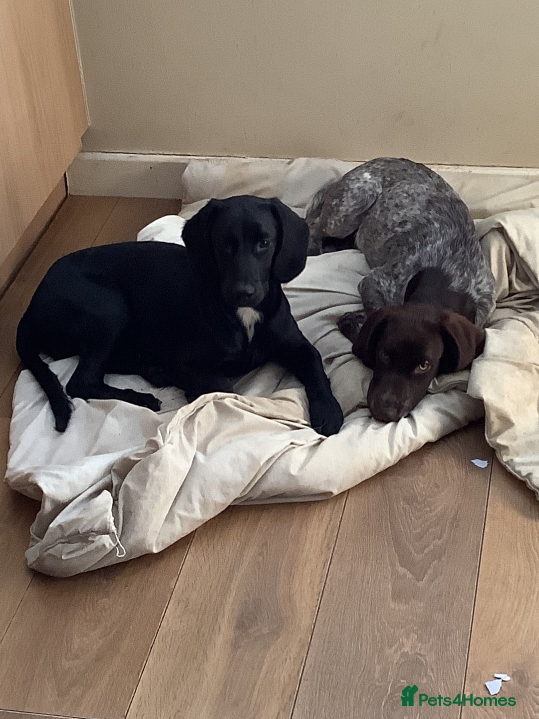 Cockapoo dogs for sale: Sad sale of 2 x 6 month old brothers 💙  - Image 1