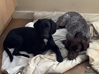 Cockapoo dogs - Advert 1