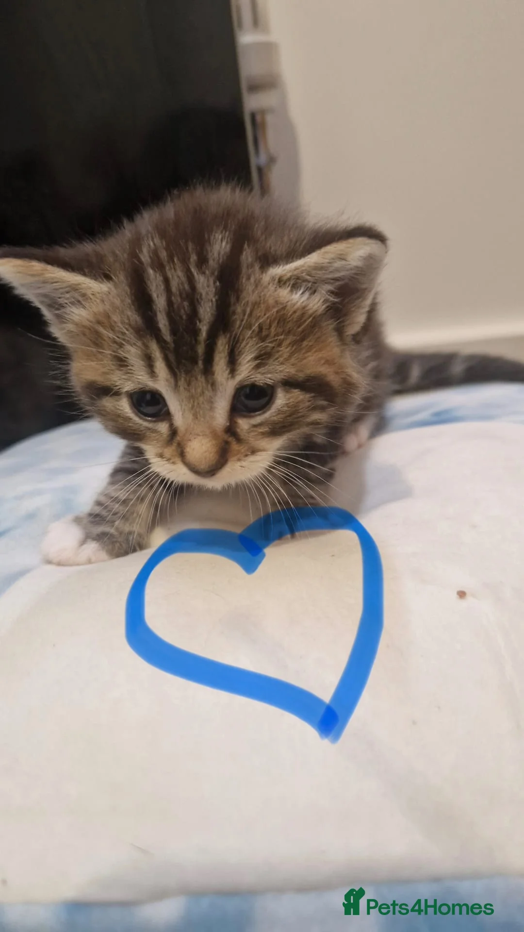Mixed Breed cats for sale: Tabby kittens  - Advert 2