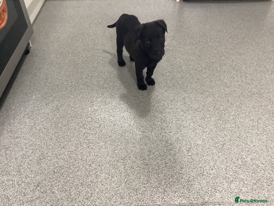 Mixed Breed dogs for sale: Belgian shepherd and Labrador mix  - Image 4