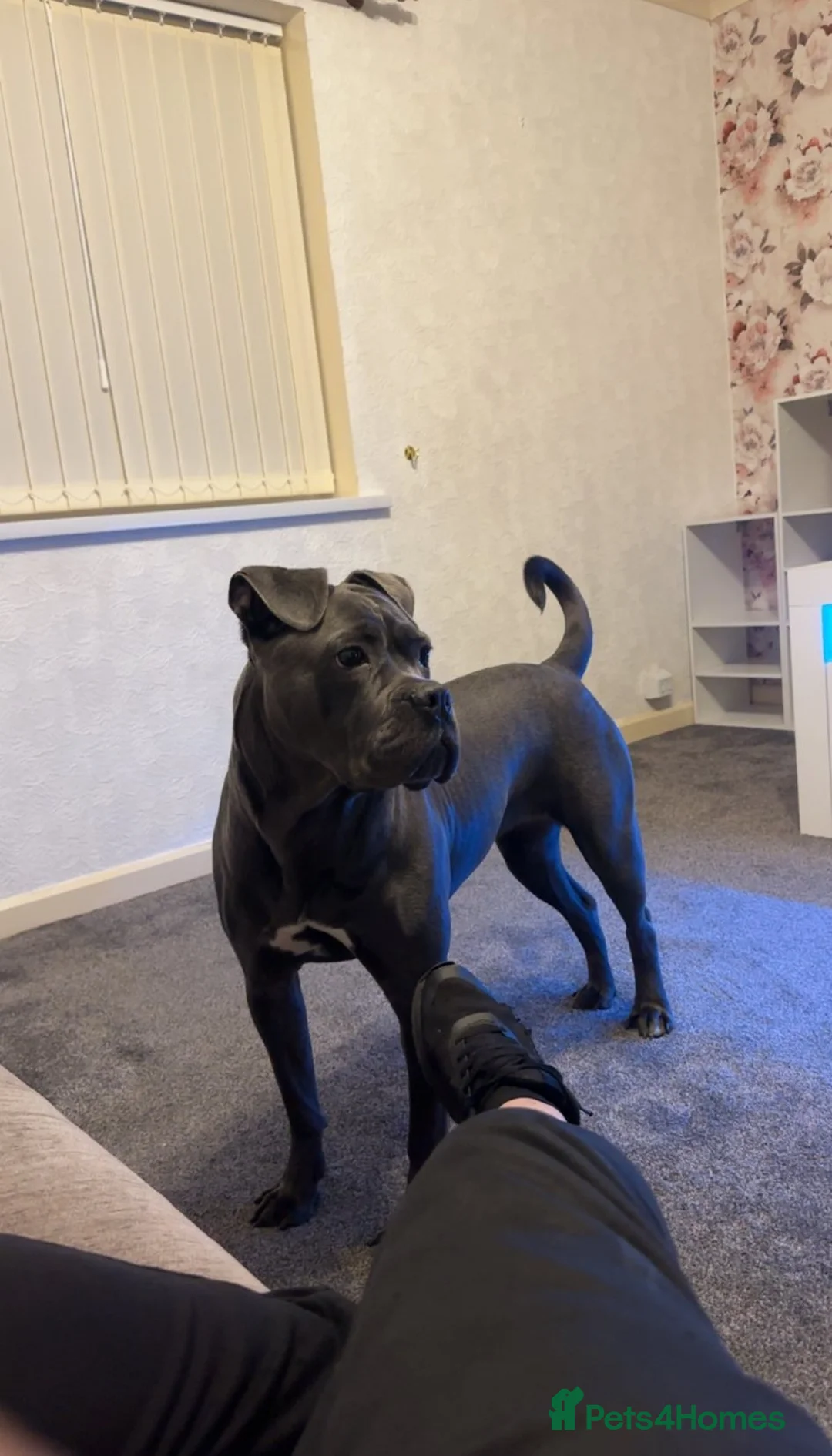 Cane Corso dogs for sale: Cane Corso Nahla - Advert 6