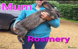Continental Giant rabbits for sale: Pure Continental Giant Vaccinated  - Image 35