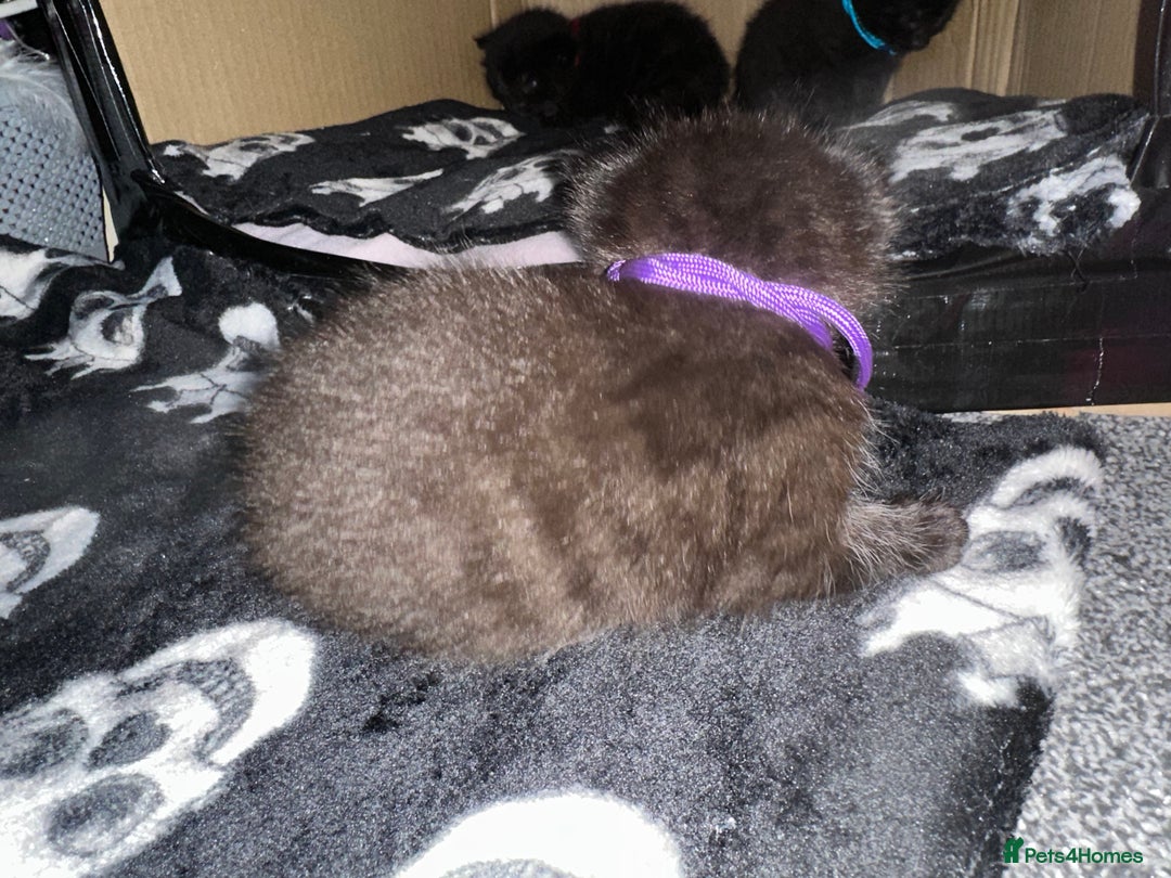 Maine Coon cats for sale: Maine Coon Kittens  - Advert 6