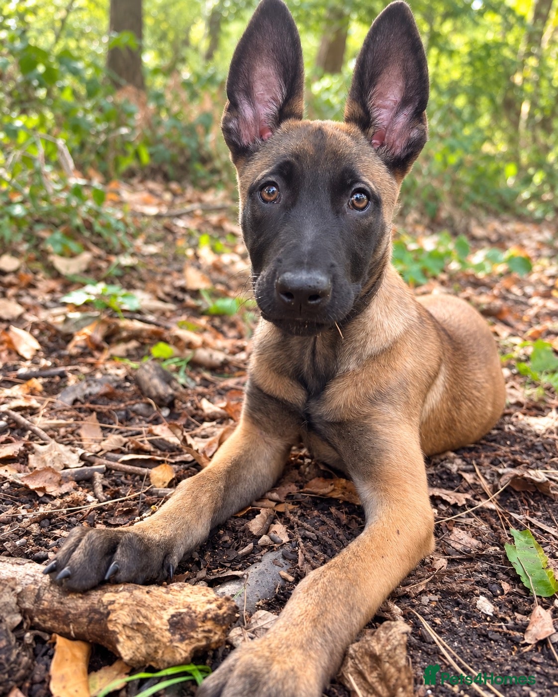 Belgian Shepherd Dog dogs Dutch Shepherd – Exceptional Pedigree - Advert 7
