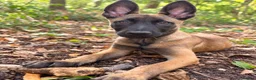 Belgian Shepherd Dog dogs for sale: Dutch Shepherd – Exceptional Pedigree in Norwich - Advert 1