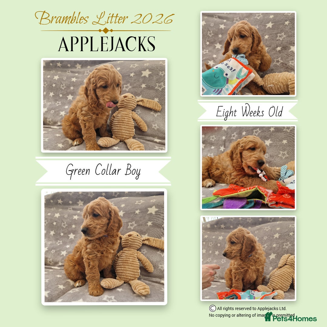 Mini Goldendoodle dogs Miniature Goldendoodle puppies Ready now - Advert 3