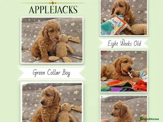Mini Goldendoodle dogs Miniature Goldendoodle puppies Ready now - Advert 3