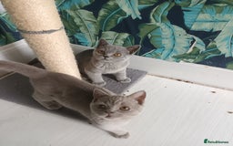 Brazilian Shorthair cats for sale: 2 British Shorthair Brothers  - Image 6