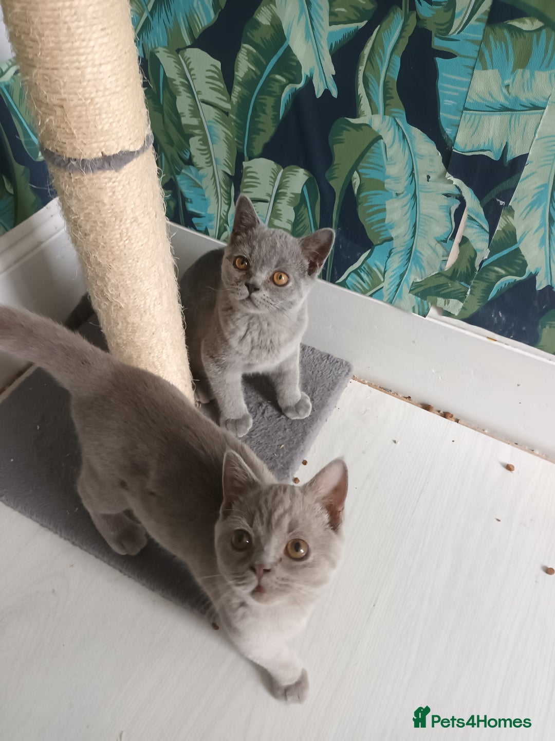 Brazilian Shorthair cats for sale: 2 British Shorthair Brothers  - Image 6