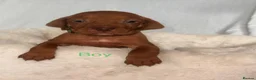 Hungarian Vizsla dogs for sale: Hungarian Vizsla Puppies  - Advert 9