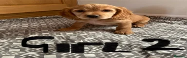 Cavapoo 2