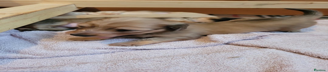 Miniature Dachshund Puppy 4