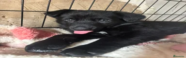German Shepherd purple
