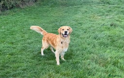 Golden Retriever dogs for stud: Beautiful KC Registered Golden Retriever Stud - Image 2