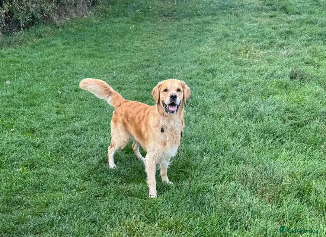 Golden Retriever dogs for stud: Beautiful KC Registered Golden Retriever Stud - Image 2