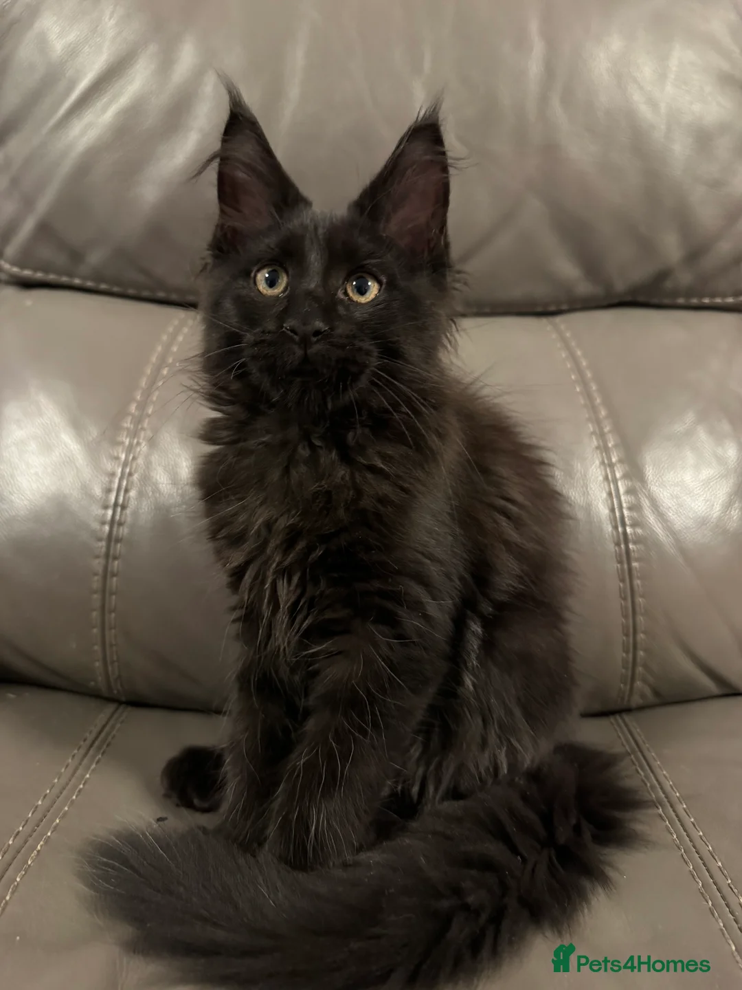 Maine Coon cats for sale: Solid Black Maine Coon Kitten - Advert 2
