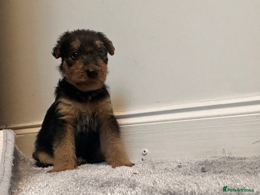 Airedale Terrier dogs for sale: Champion Coralita Airedale puppies  - Image 15