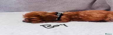 Cocker Spaniel 3 black