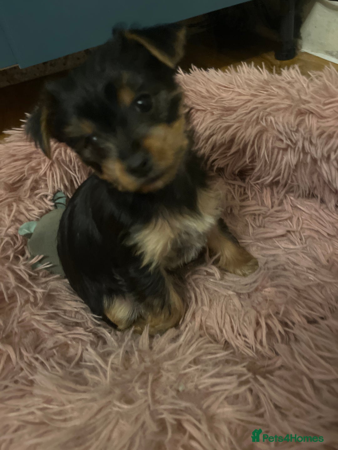 Yorkshire Terrier dogs for sale: Information  - Advert 14
