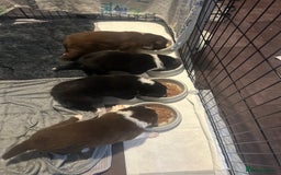Border Collie dogs for sale: Collie pups - Image 5