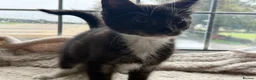Mixed Breed cats for sale: Very very friendly black & white kitten  - Advert 3