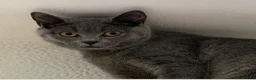 British Shorthair cats for sale: One lovely little blue BSH left, available now.  - Advert 4