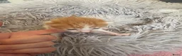 Mixed Breed cats for sale: Beautiful babies  - Advert 9
