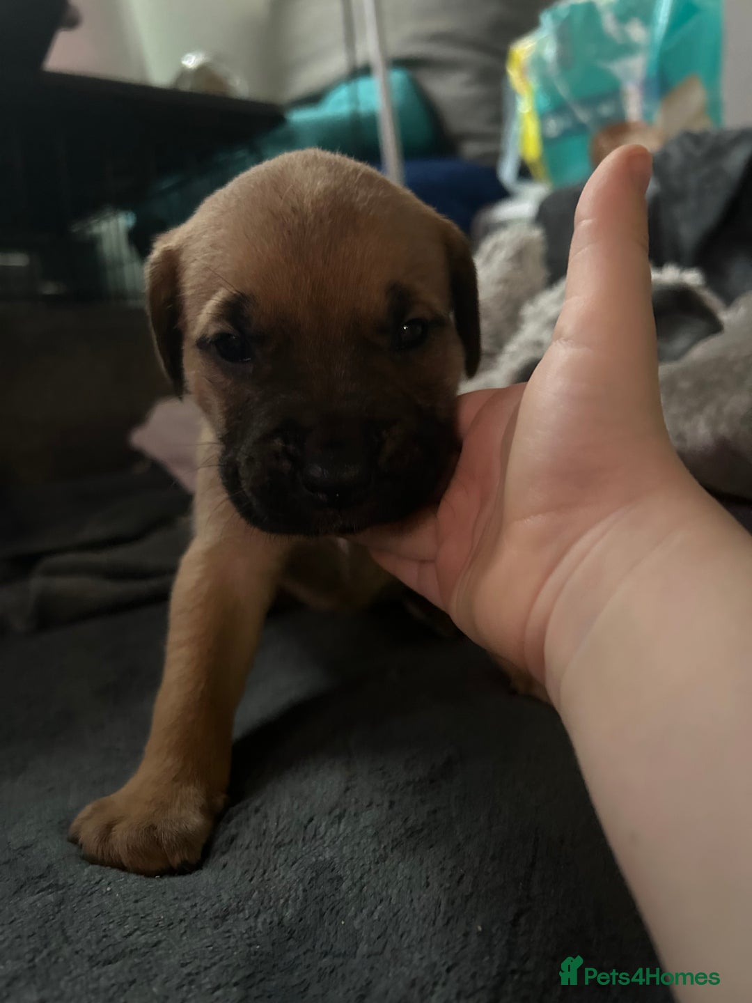 Mixed Breed dogs for sale: Mix breed Staff  - Advert 10