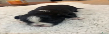 Chihuahua 1