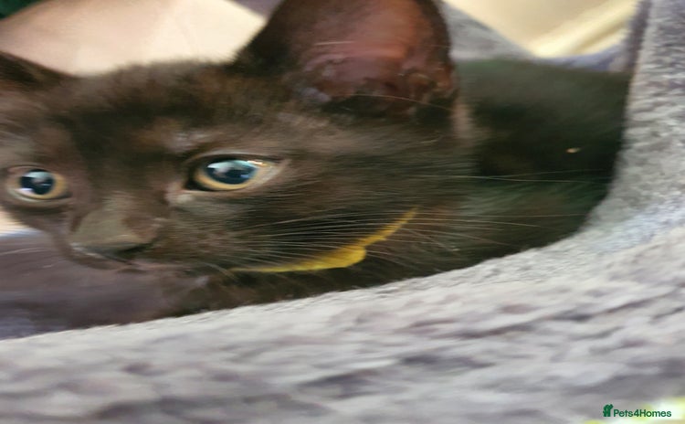 British Shorthair cats - Advert 14
