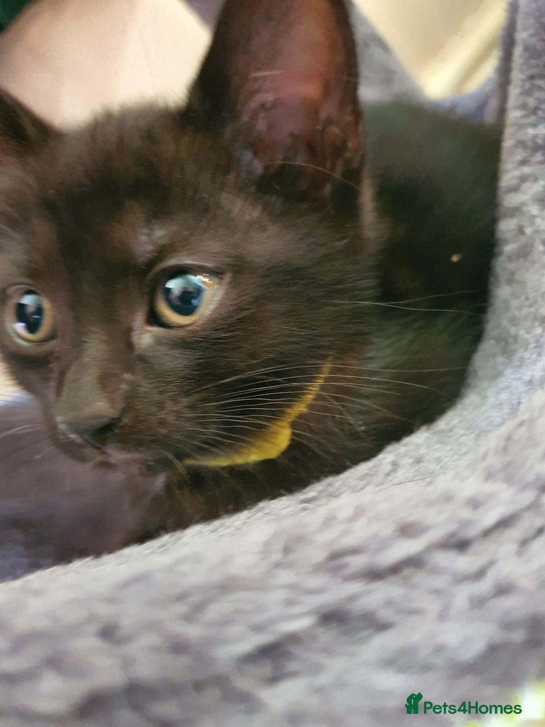 British Shorthair cats for sale: British Shorthair Kittens for sale - Image 1