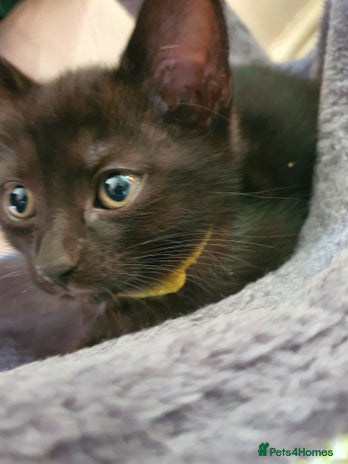 British Shorthair cats - Advert 15