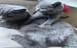 British Shorthair cats for sale: British Shorthair Kitten 4 - Image 9