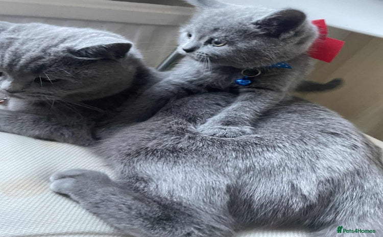 British Shorthair cats - Advert 2