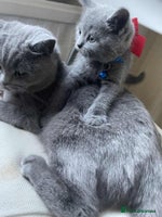 British Shorthair cats British Shorthair Kittens 1girl left only - Advert 8