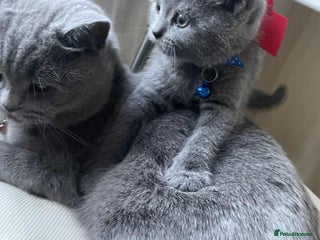 British Shorthair cats - Advert 6
