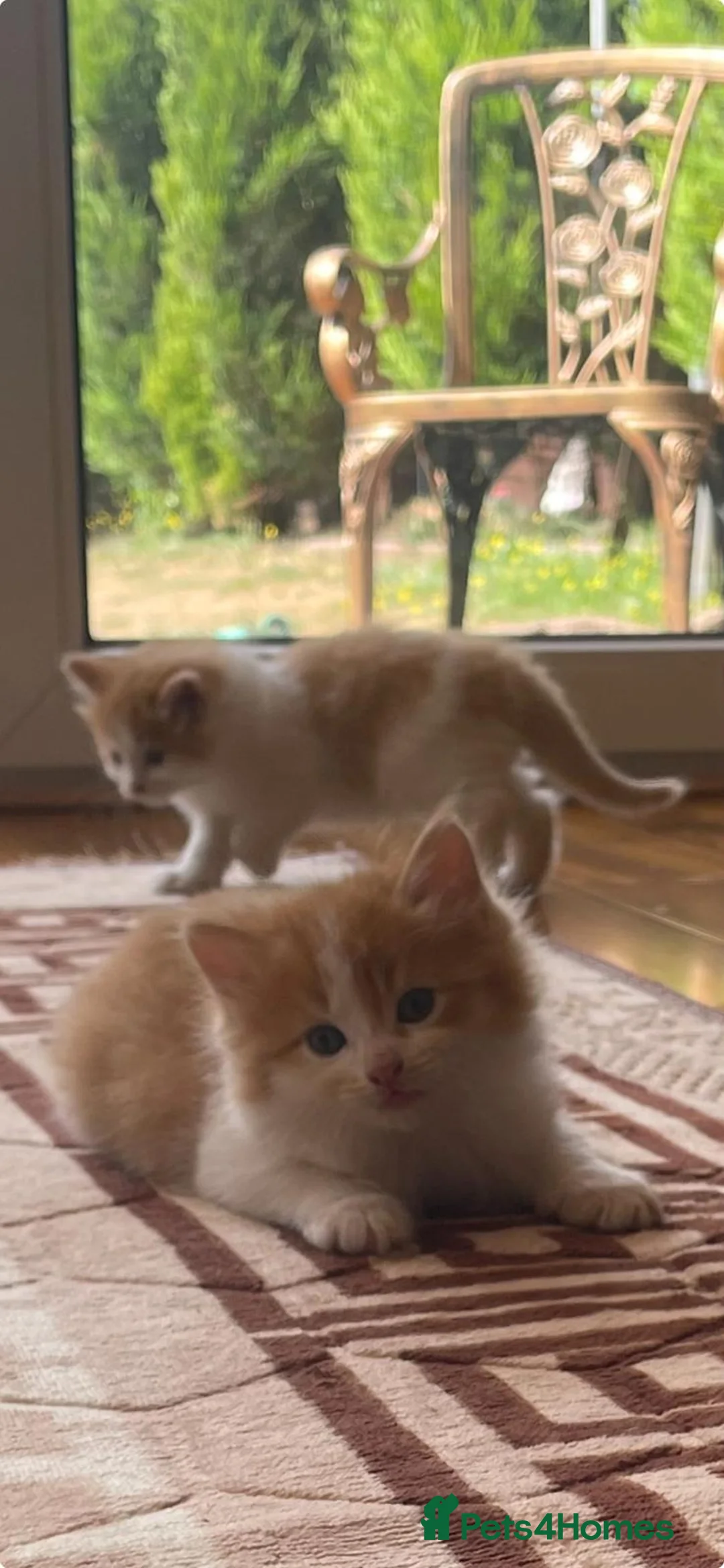 Mixed Breed cats for sale: Beautiful Long Haired Kittens  in Northampton - Advert 5