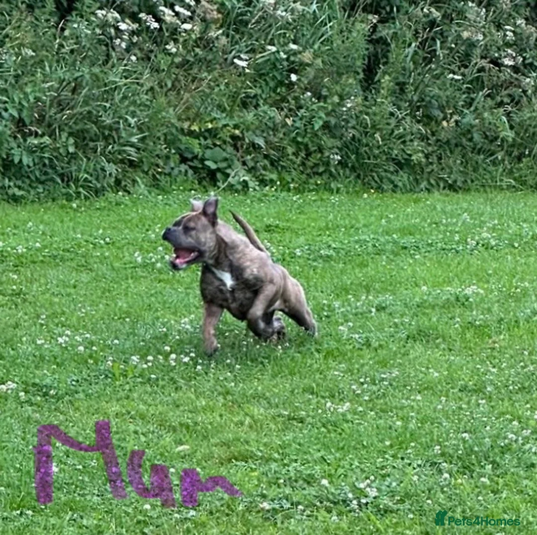 Old Tyme Bulldog dogs for sale: Pregnancy confirmed Old Tyme Bulldog Puppies  - Advert 2