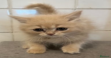 Ragdoll cats - Advert 6