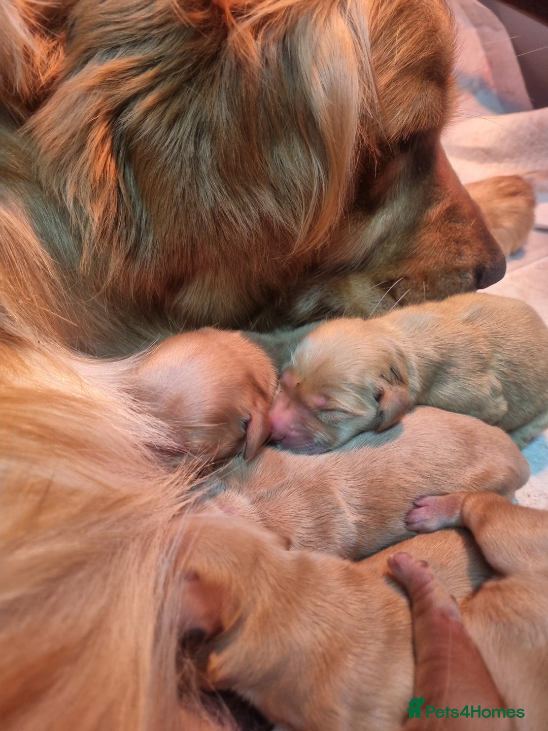 Golden Retriever dogs for sale: Stunning KC Registered Golden Retriever Puppies  - Advert 11